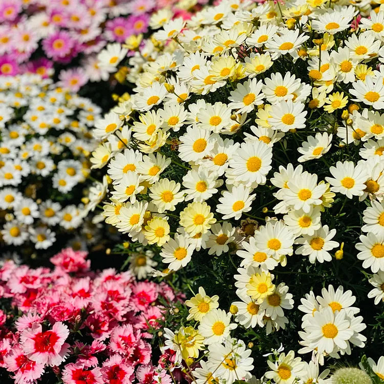 Pyrethrum Seed - HomeyGarden™️