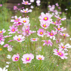 Cosmos Seed - HomeyGarden