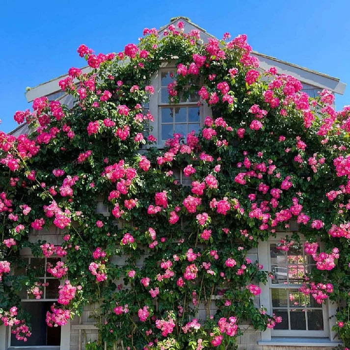 Four Seasons Climbing Rose Seeds - Mixed Color - HomeyGarden