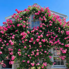 Four Seasons Climbing Rose Seeds - Mixed Color - HomeyGarden