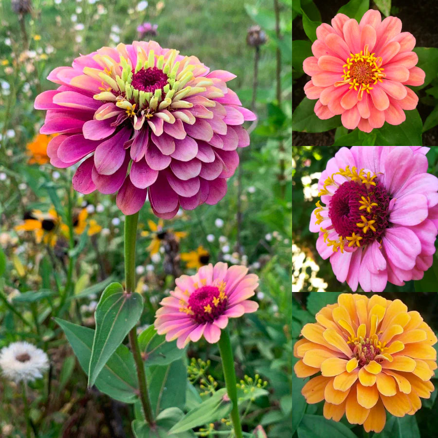 1000 pcs Zinnia Seeds