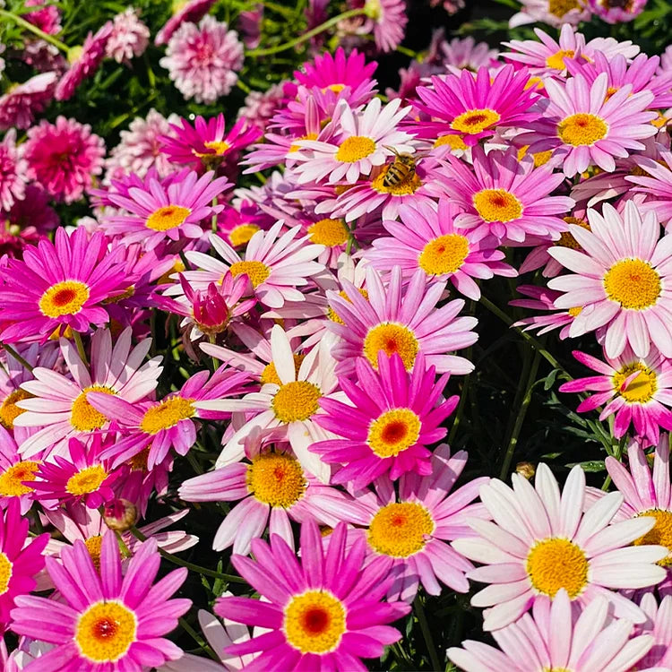 Sonnenblumenkerne mit doppelten Blütenblättern - HomeyGarden™️