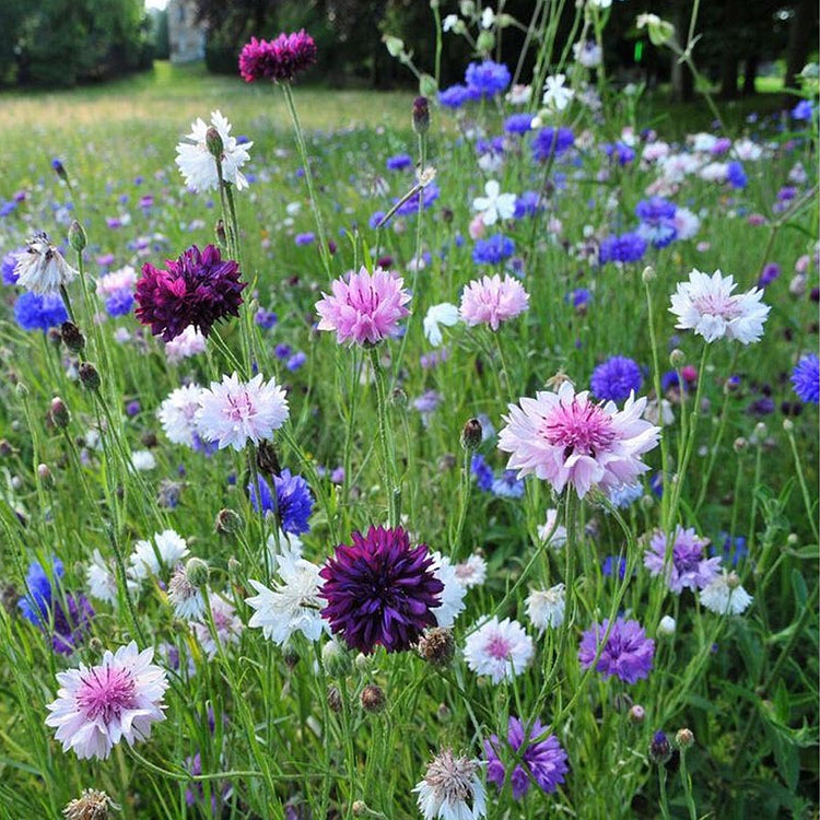 Cornflower Seeds Mixed - HomeyGarden