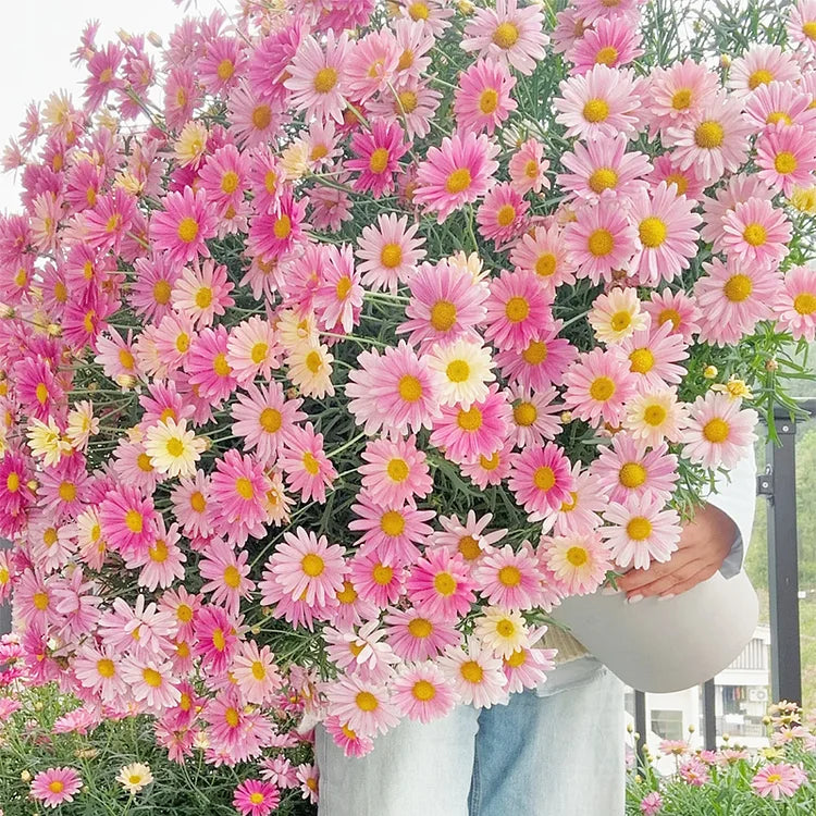 Sonnenblumenkerne mit doppelten Blütenblättern - HomeyGarden™️