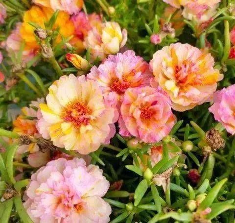 Double-petaled Sunflower Seed - HomeyGarden