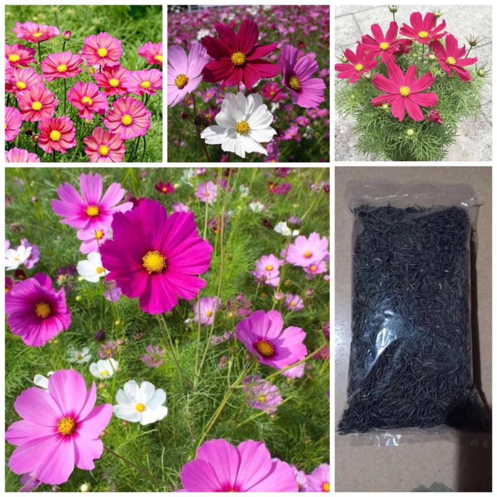 Cosmos Seed - HomeyGarden