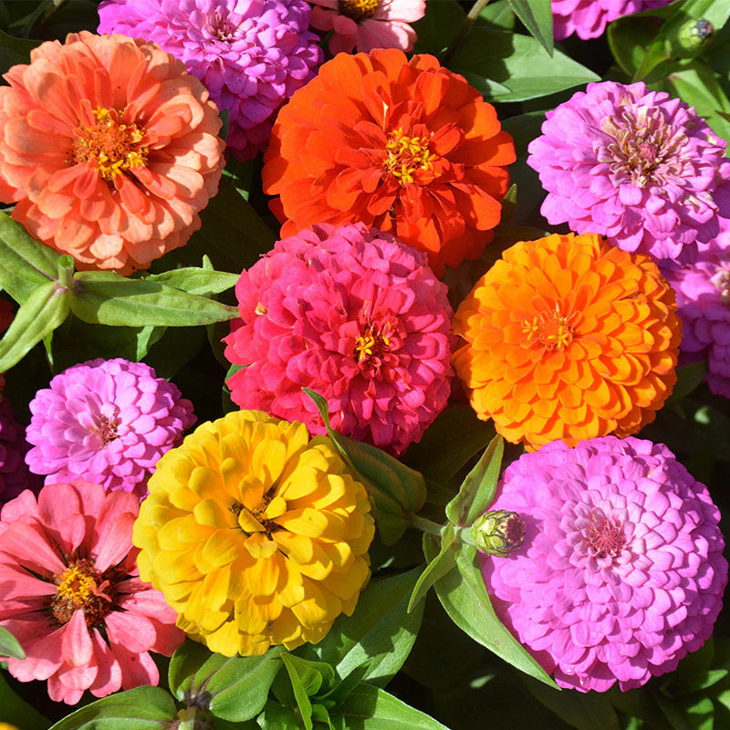 1000 pcs Zinnia Seeds