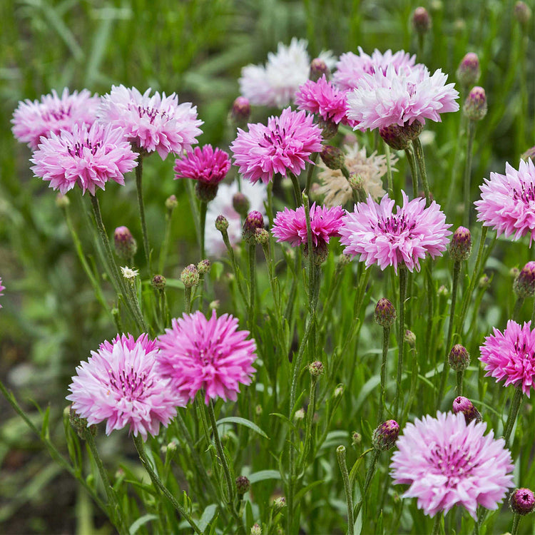 Cornflower Seeds Mixed - HomeyGarden