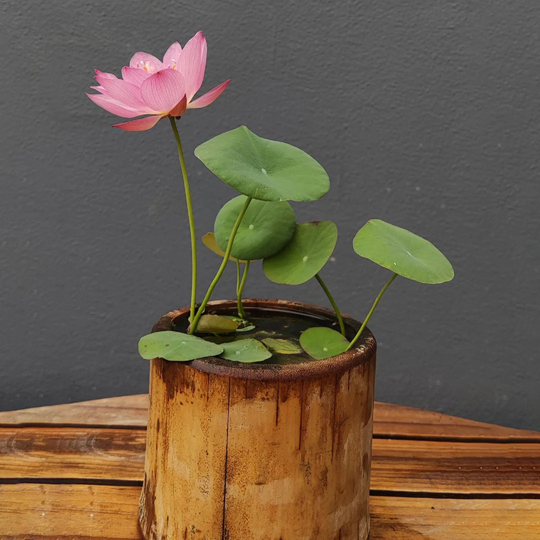 lotus plant indoors Indoor Bowl Lotus Seed