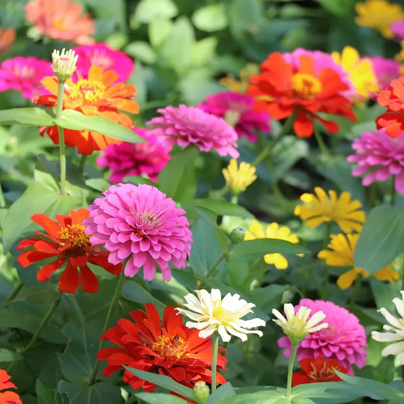 1000 pcs Zinnia Seeds