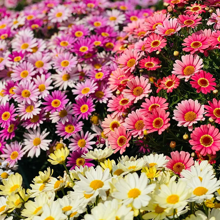 Sonnenblumenkerne mit doppelten Blütenblättern - HomeyGarden™️