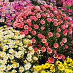 Sonnenblumenkerne mit doppelten Blütenblättern - HomeyGarden™️