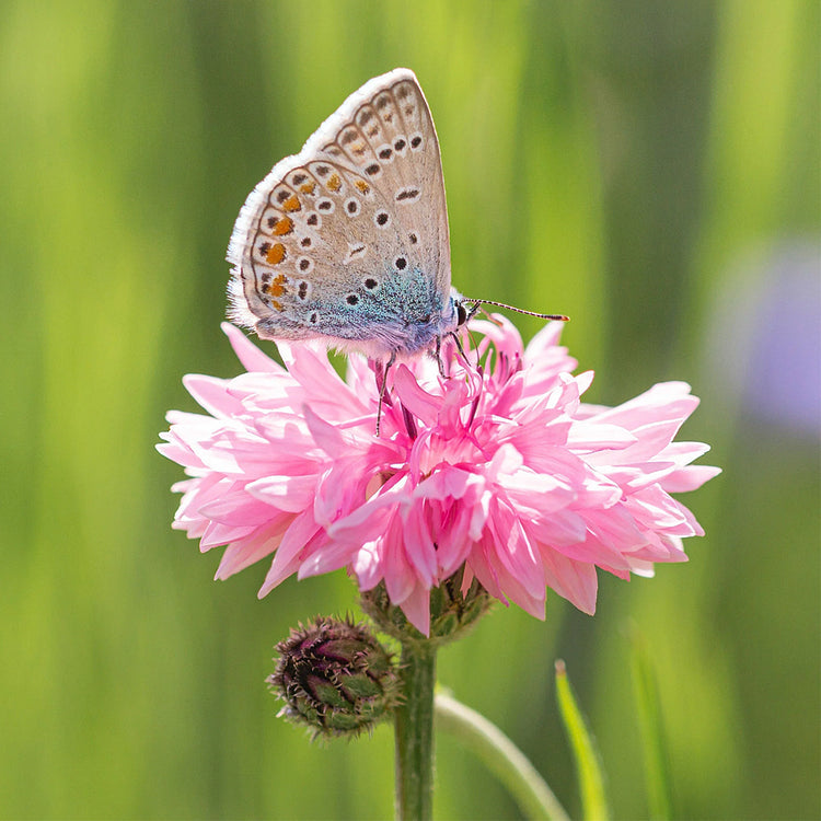 Cornflower Seeds Mixed - HomeyGarden