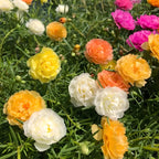 Double-petaled Sunflower Seed - HomeyGarden