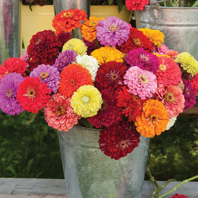 1000 pcs Zinnia Seeds