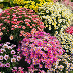 Sonnenblumenkerne mit doppelten Blütenblättern - HomeyGarden™️