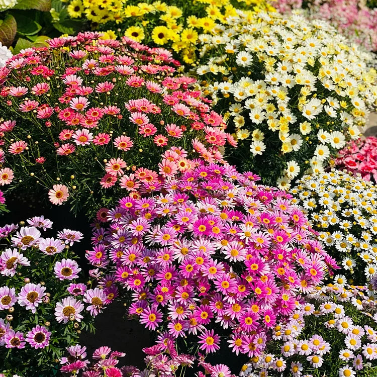 Sonnenblumenkerne mit doppelten Blütenblättern - HomeyGarden™️