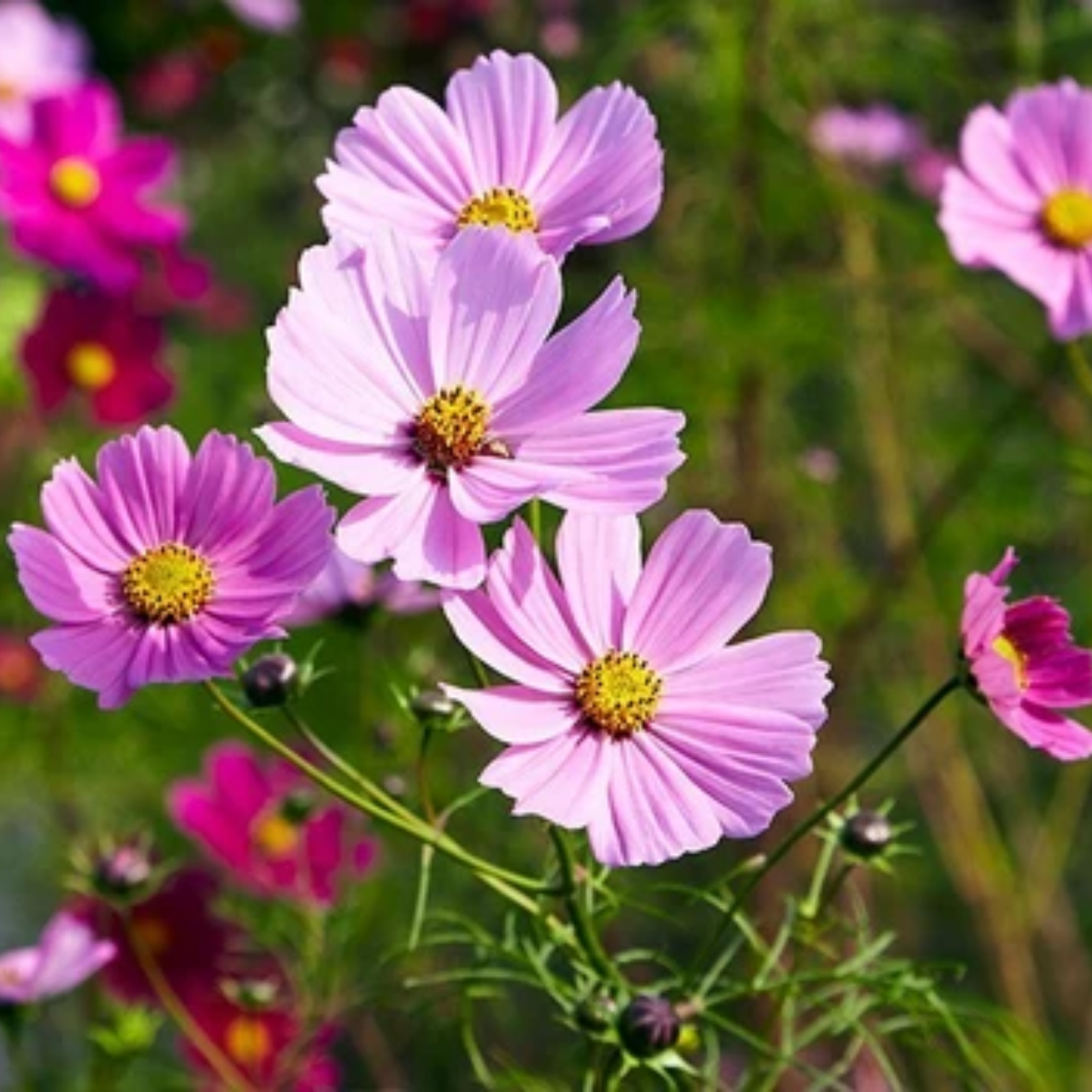 Cosmos Seed - HomeyGarden