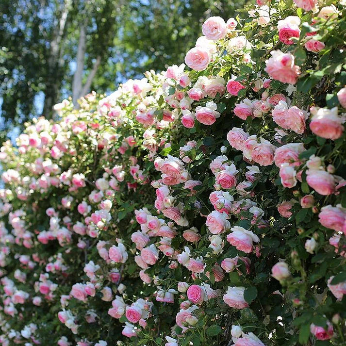 Four Seasons Climbing Rose Seeds - Mixed Color - HomeyGarden