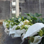 Fruit & Grape Protection Bags – Nonwoven Mesh Anti-Bird & Insect Covers