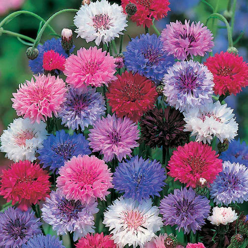 Cornflower Seeds Mixed - HomeyGarden