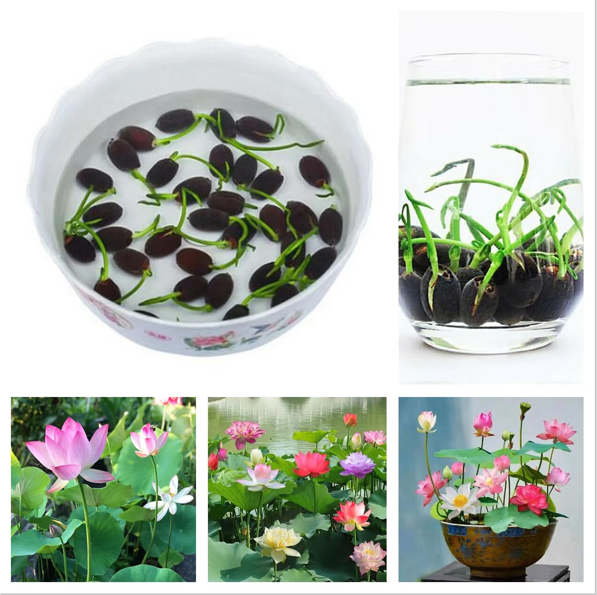 indoor mini lotus plant Indoor Bowl Lotus Seed