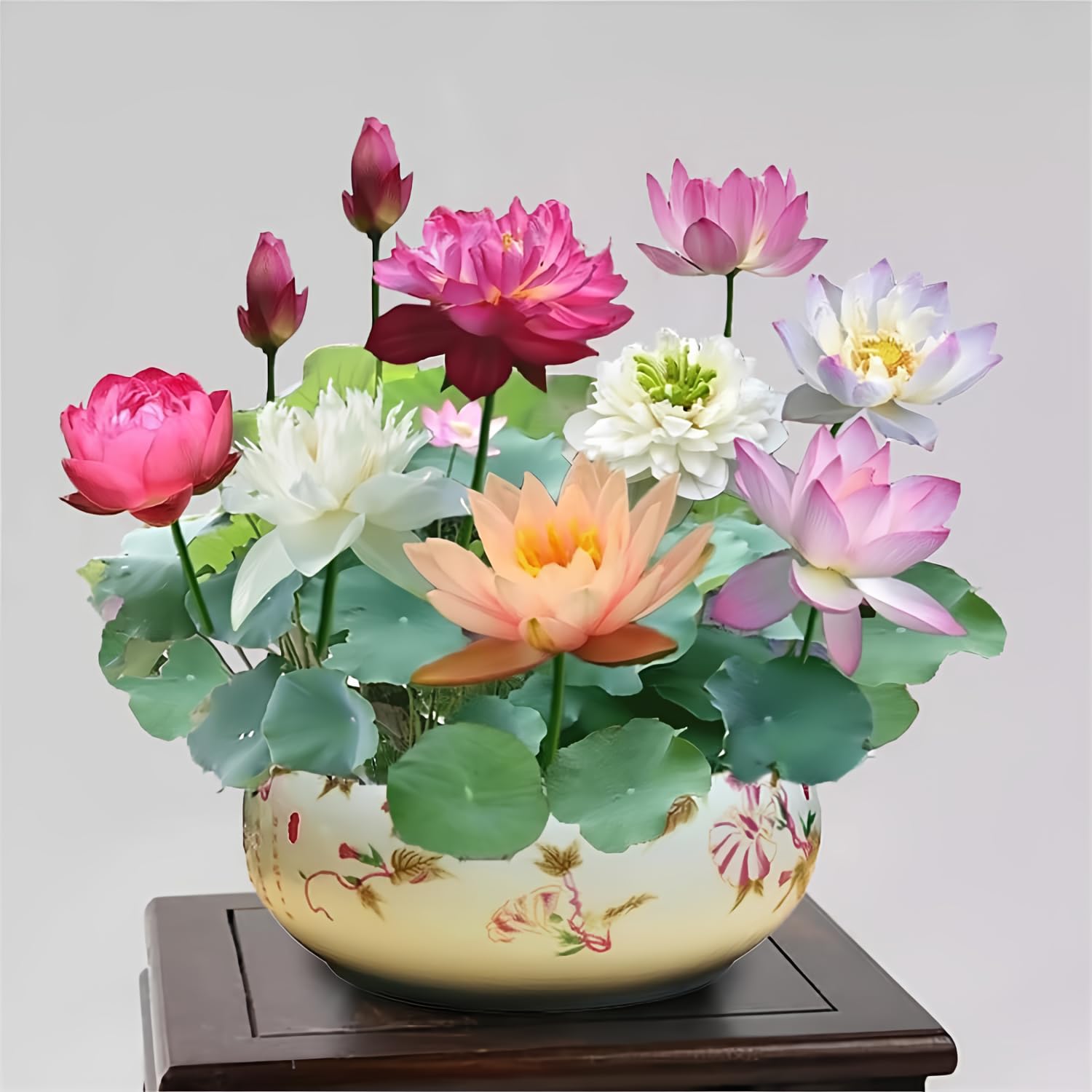 lotus plant care indoors Indoor Bowl Lotus Seed