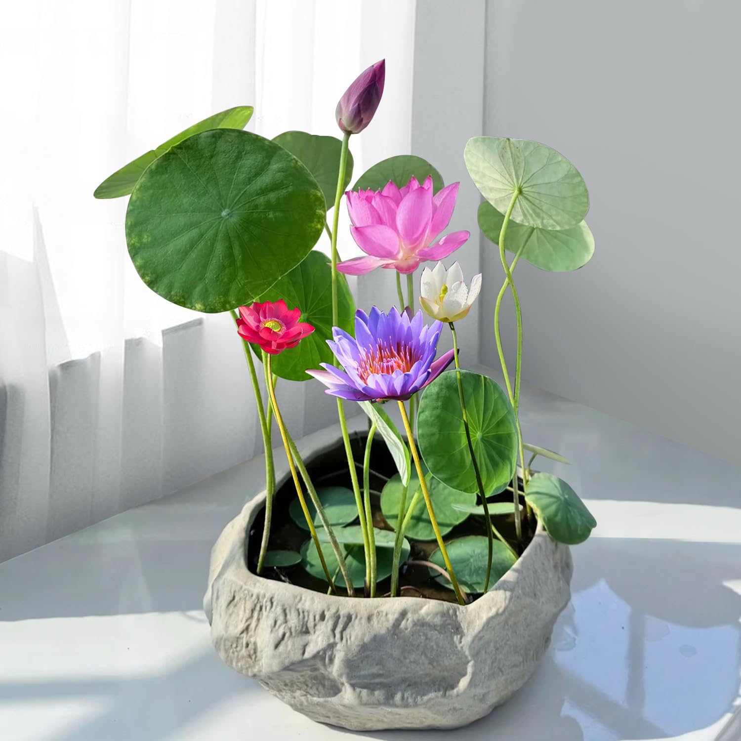 planting lotus seeds indoors Indoor Bowl Lotus Seed