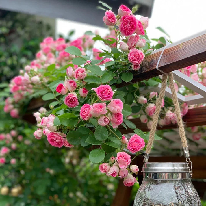 Four Seasons Climbing Rose Seeds - Mixed Color - HomeyGarden