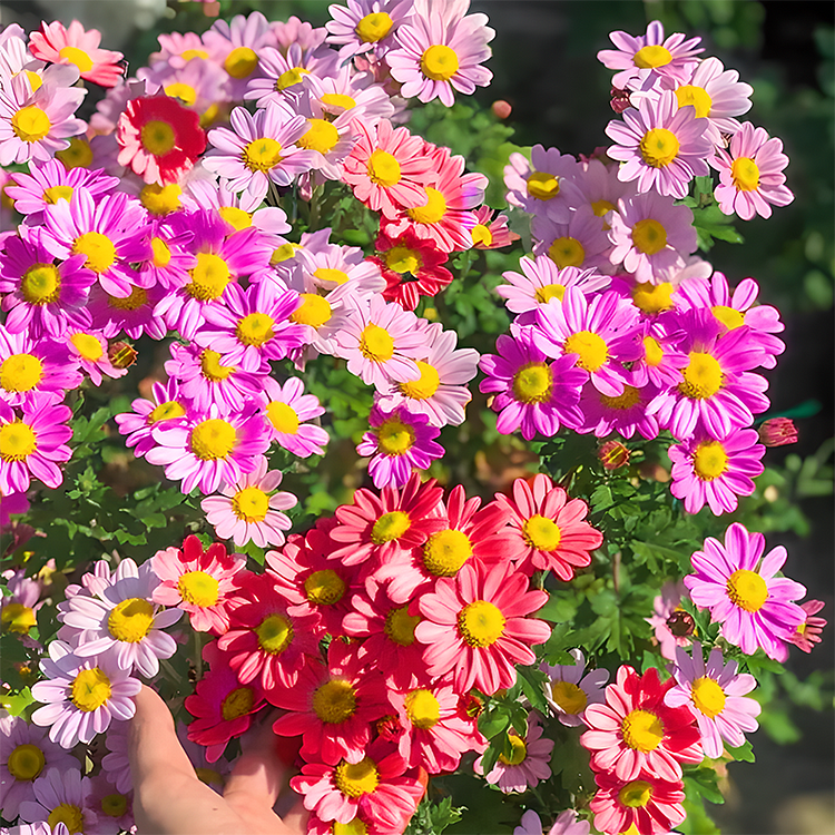 Sonnenblumenkerne mit doppelten Blütenblättern - HomeyGarden™️