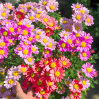 Sonnenblumenkerne mit doppelten Blütenblättern - HomeyGarden™️