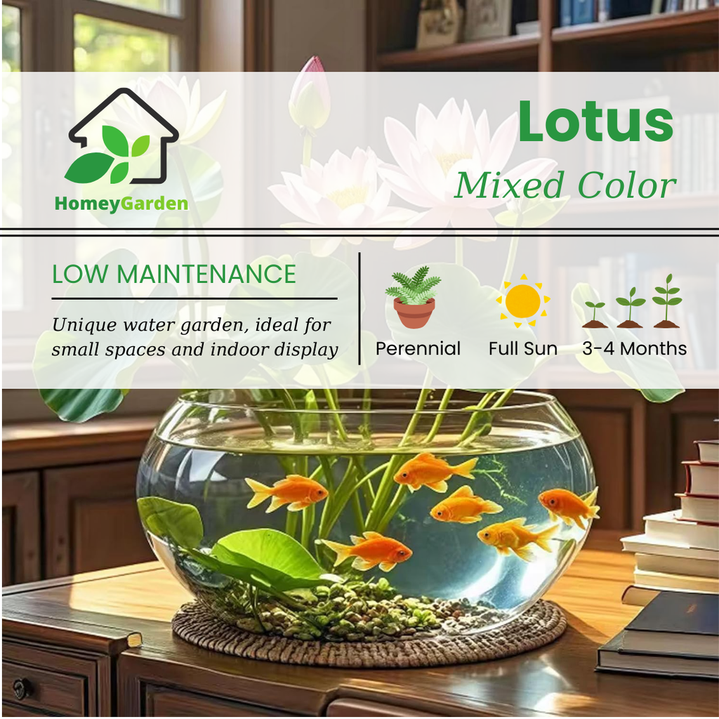 Semillas de loto – HomeyGarden