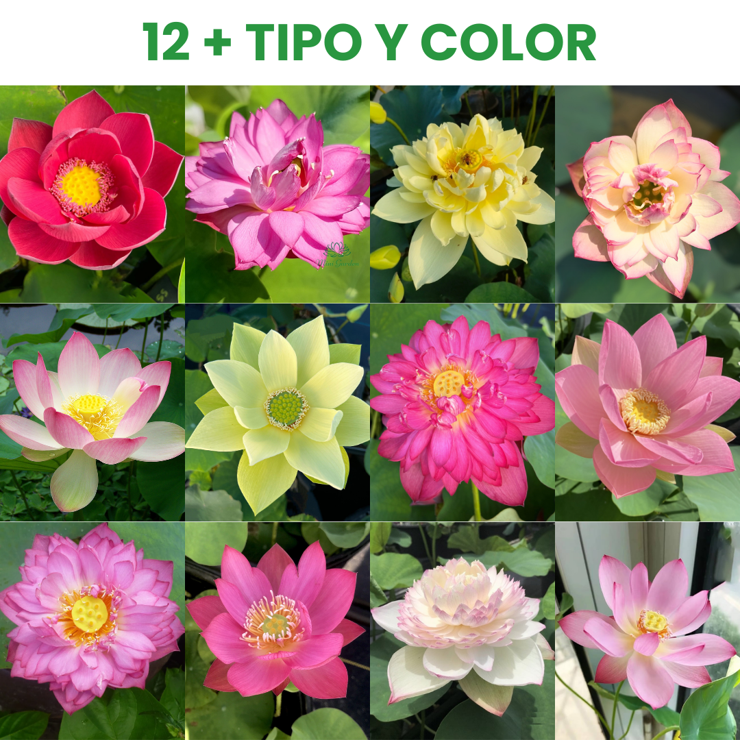 Semilla de Loto para Cuenco Interior - HomeyGarden