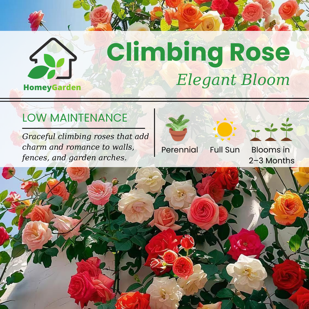 saving rose seeds Four Seasons Climbing Rose Seeds - Mixed Color