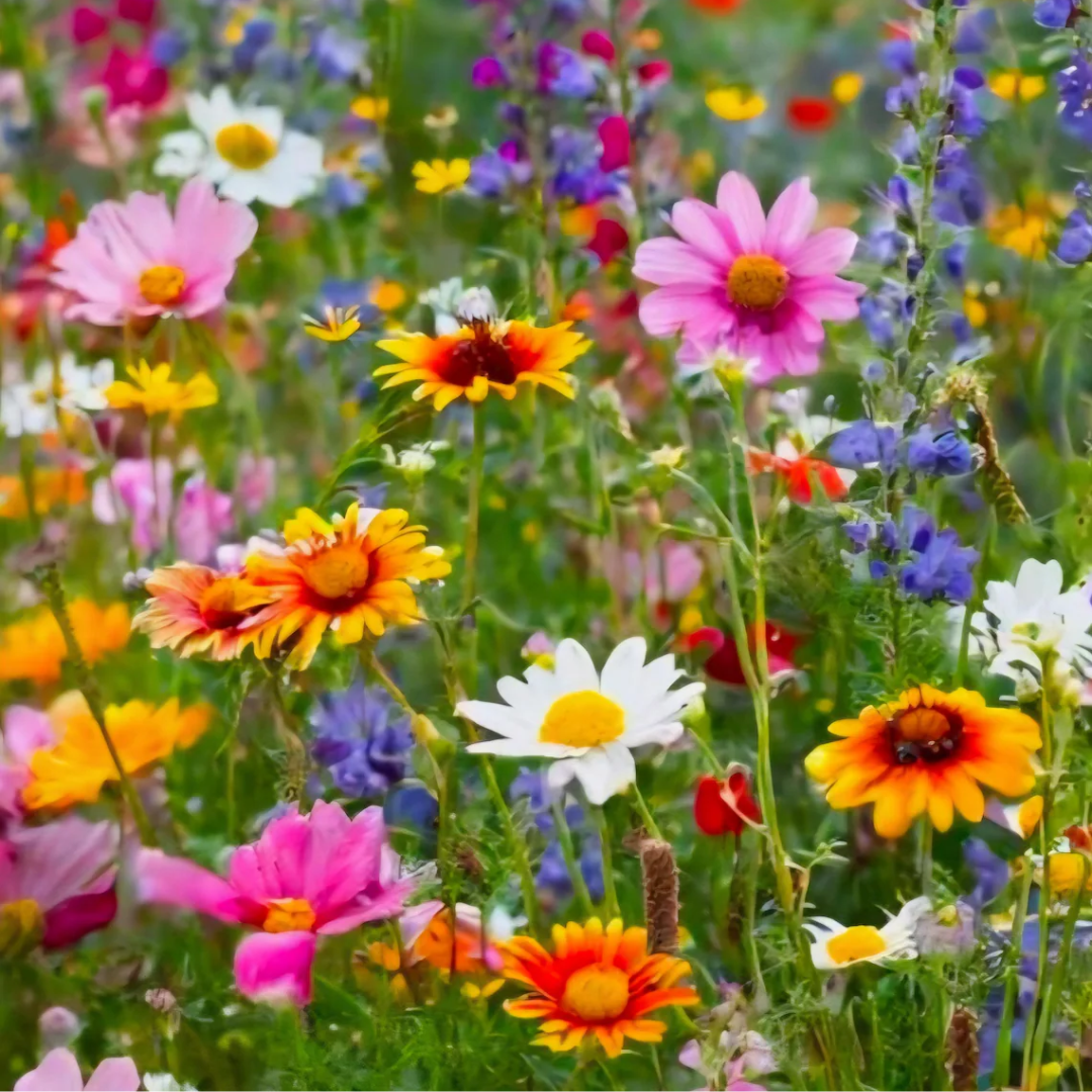 Windflower Seed Mix - HomeyGarden