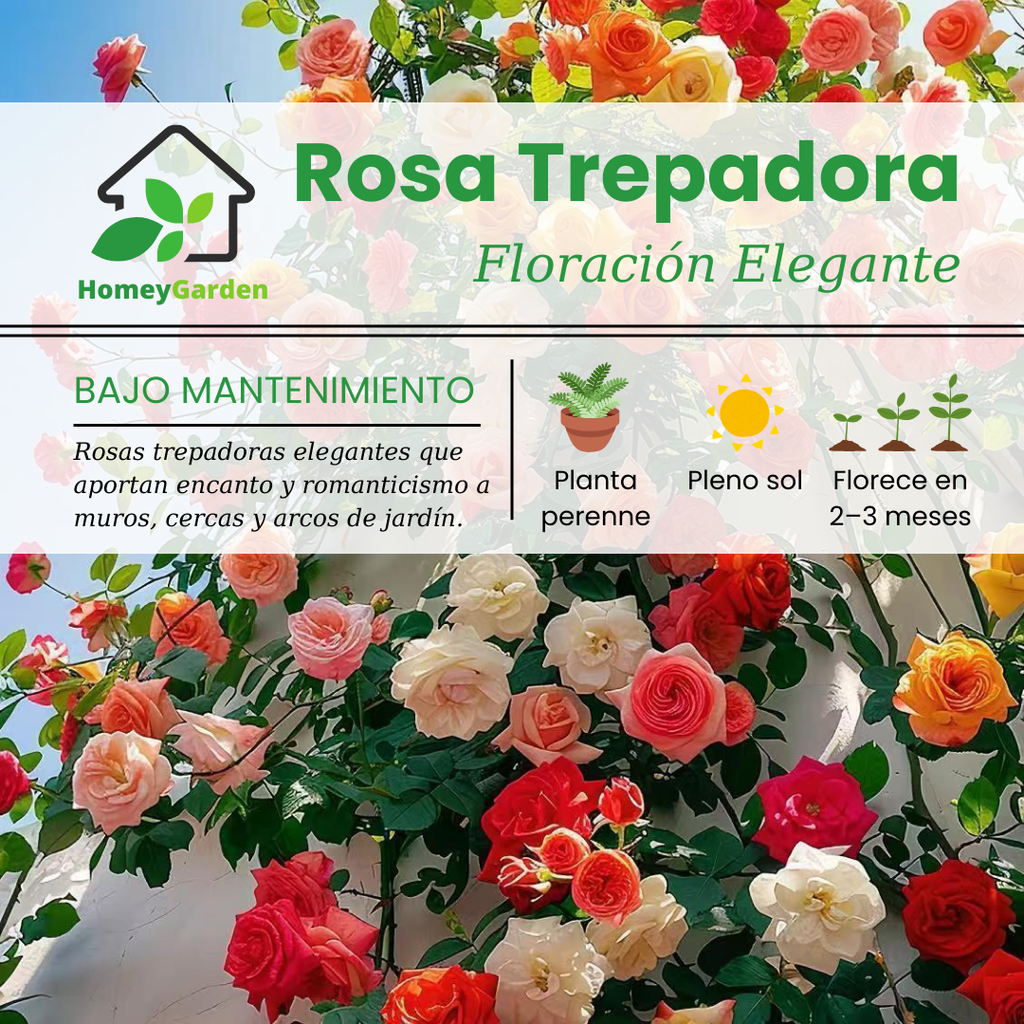 Semillas de Rosa Trepadora de Cuatro Estaciones - Colores Mixtos - HomeyGarden