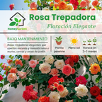 Semillas de Rosa Trepadora de Cuatro Estaciones - Colores Mixtos - HomeyGarden