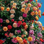 Four Seasons Climbing Rose Seeds - Mixed Color - HomeyGarden
