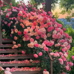 Four Seasons Climbing Rose Seeds - Mixed Color - HomeyGarden