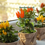 Stand Plant Support Pile - HomeyGarden