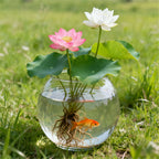 Semilla de Loto para Cuenco Interior - HomeyGarden