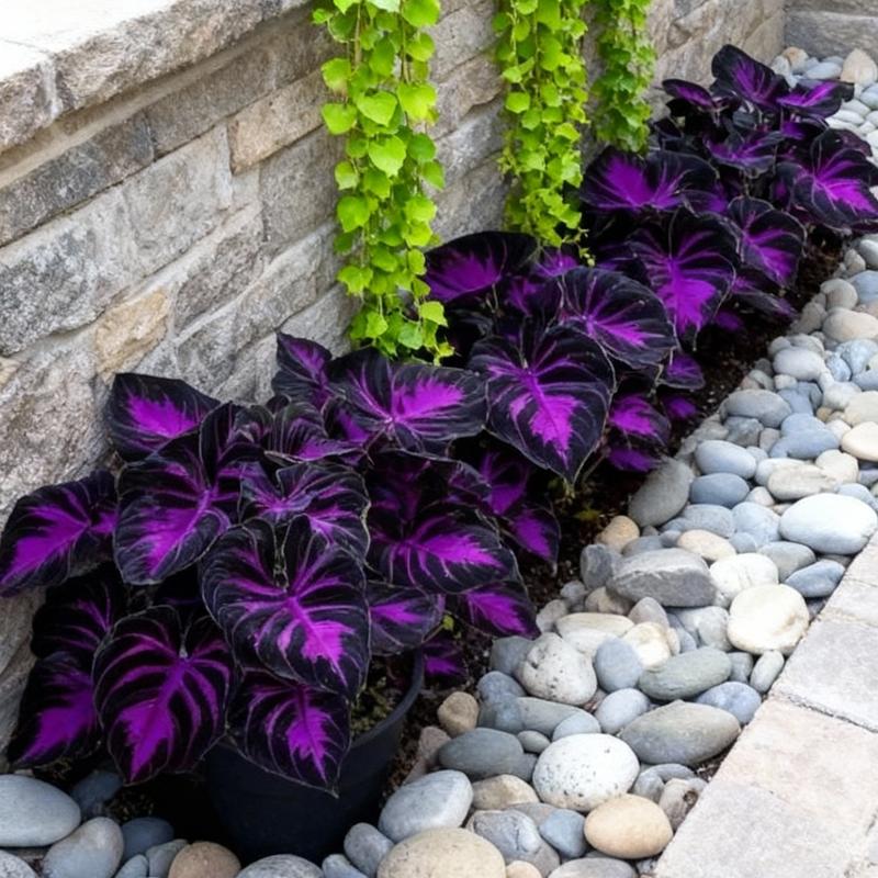 1000pcs Black Purple Hosta Seeds