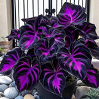 1000pcs Black Purple Hosta Seeds