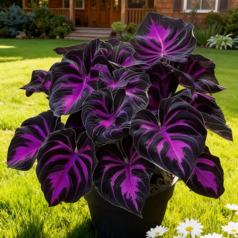 1000pcs Black Purple Hosta Seeds