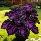 1000pcs Black Purple Hosta Seeds