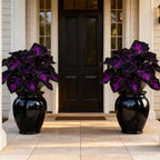 1000pcs Black Purple Hosta Seeds