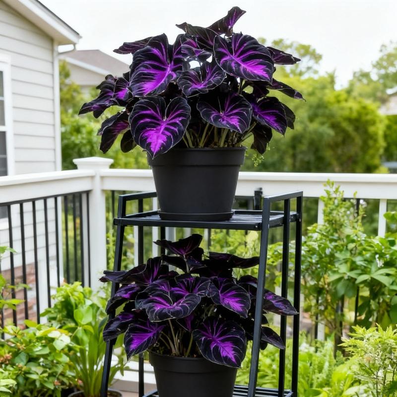 1000pcs Black Purple Hosta Seeds