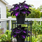1000pcs Black Purple Hosta Seeds