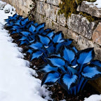 1000pcs Midnight Blue Hosta Seeds