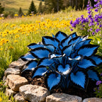 1000pcs Midnight Blue Hosta Seeds